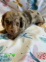 Sebastian, a male Miniature Dachshund for sale in Rogers City, MI – Photo 1 of 3