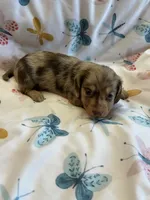 Sebastian, a male Miniature Dachshund for sale in Rogers City, MI – Photo 2 of 3