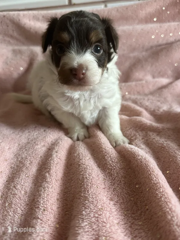 Hannah  – Yorkshire Terrier, Poodle - Toy  puppy for sale in Rogers City, MI