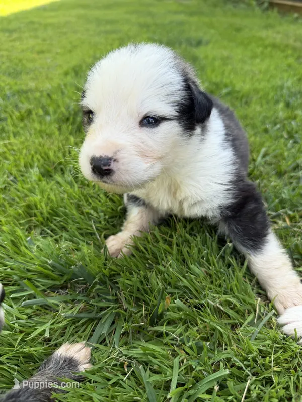 Louie  – German Shepherd Dog, Bernese Mountain Dog puppy for sale in Rogers City, MI