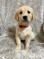 Westin, a male Golden Retriever for sale in Rogers City, MI – 1 of 2