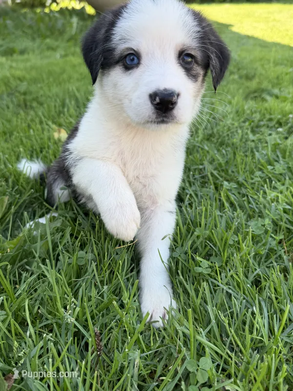 Nadia – German Shepherd Dog, Bernese Mountain Dog puppy for sale in Rogers City, MI