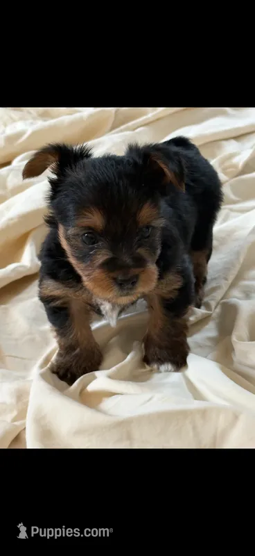 Gavin – Yorkshire Terrier puppy for sale in Rogers City, MI
