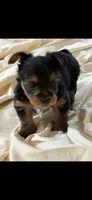 Gavin, a male Yorkshire Terrier for sale in Rogers City, MI – 1 of 5