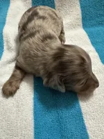 Slade, a male Miniature Dachshund for sale in Rogers City, MI – Photo 1 of 2