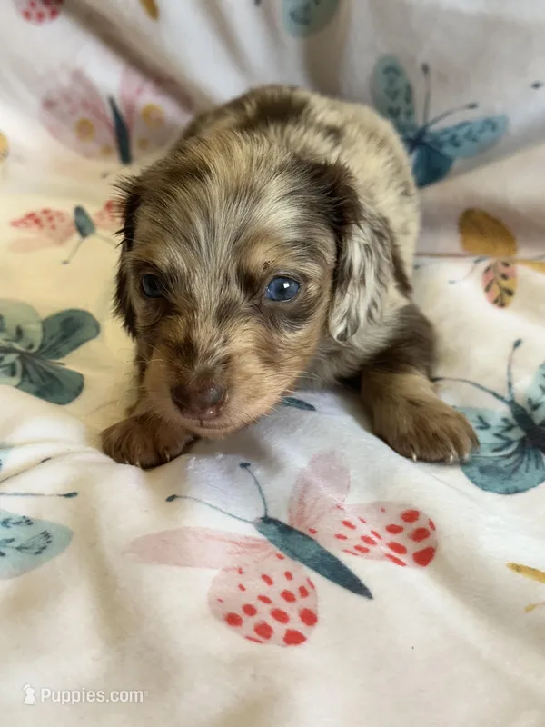 Slade – Miniature Dachshund puppy for sale in Rogers City, MI