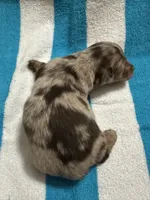 Slade, a male Miniature Dachshund for sale in Rogers City, MI – Photo 2 of 2