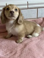 Sadie, a female Miniature Dachshund for sale in Rogers City, MI – 3 of 3