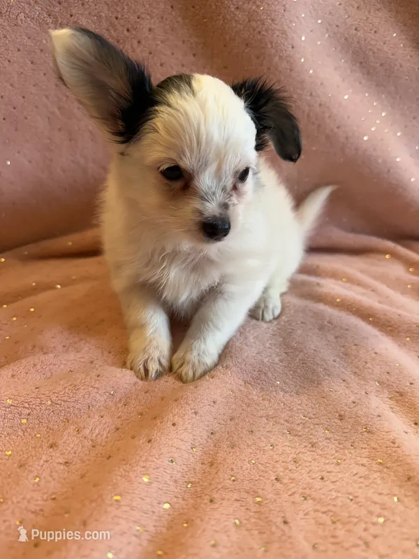 Hattie – Yorkshire Terrier, Poodle - Toy  puppy for sale in Rogers City, MI