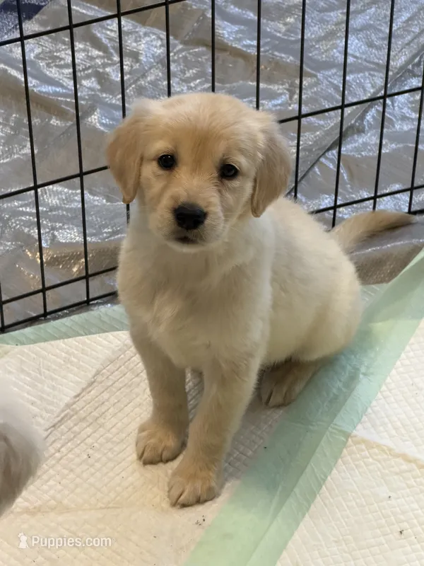 Lilly – Golden Retriever puppy for sale in Rogers City, MI