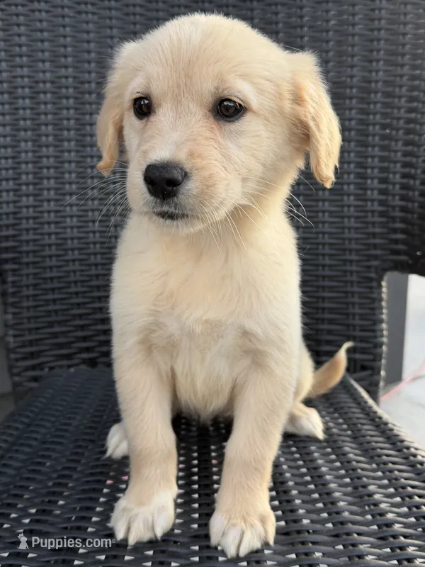 Lilly – Golden Retriever puppy for sale in Rogers City, MI