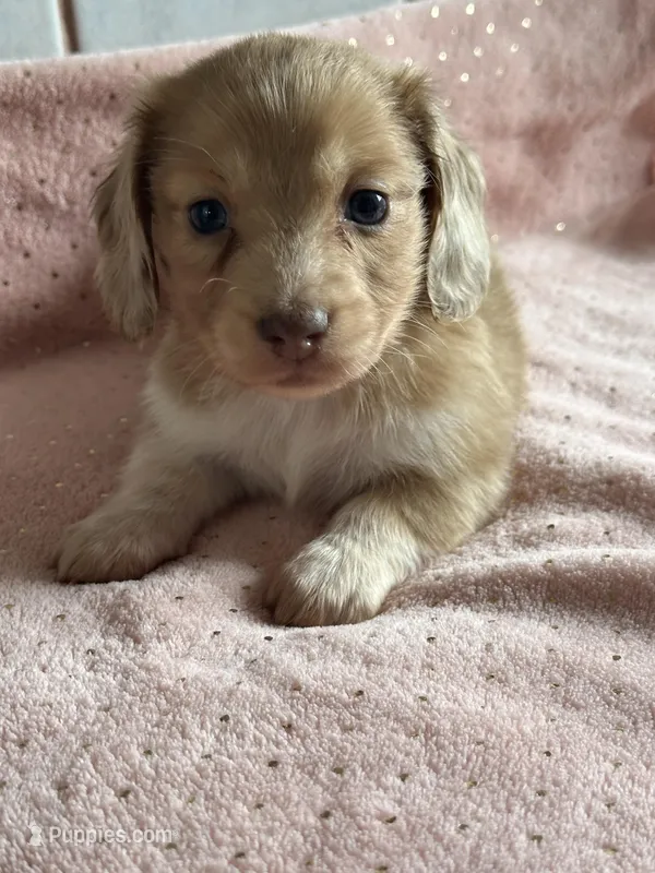 Sadie – Miniature Dachshund puppy for sale in Rogers City, MI