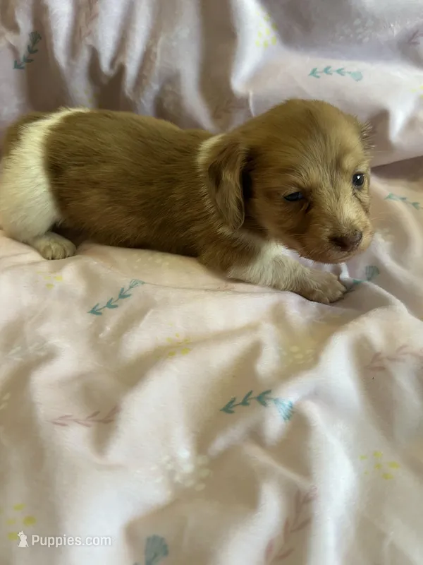 Sadie – Miniature Dachshund puppy for sale in Rogers City, MI