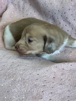 Sadie, a female Miniature Dachshund for sale in Rogers City, MI – Photo 2 of 5