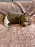 Sadie, a female Miniature Dachshund for sale in Rogers City, MI – Photo 4 of 5