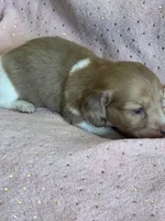 Sadie, a female Miniature Dachshund for sale in Rogers City, MI – Photo 1 of 5