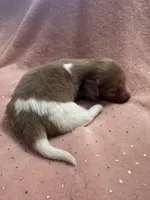 Sadie, a female Miniature Dachshund for sale in Rogers City, MI – Photo 5 of 5