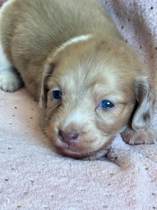 Sadie – Miniature Dachshund puppy for sale in Rogers City, MI