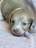 Sadie, a female Miniature Dachshund for sale in Rogers City, MI – Photo 3 of 5