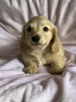 Honey , a female Miniature Dachshund for sale in Rogers City, MI – 2 of 2