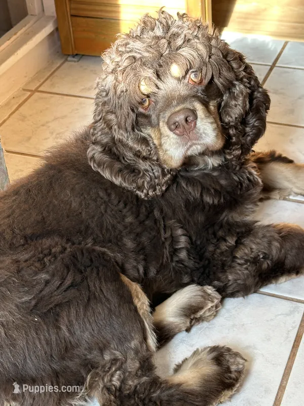 Kenzie – Cocker Spaniel puppy for sale in Rogers City, MI