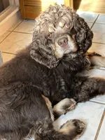 Kenzie, a female Cocker Spaniel for sale in Rogers City, MI – 2 of 2