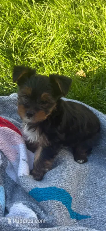 Gavin – Yorkshire Terrier puppy for sale in Rogers City, MI
