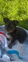 Gavin( reduced), a male Yorkshire Terrier for sale in Rogers City, MI – 1 of 6
