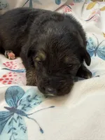 Dash, a female German Shepherd Dog and Bernese Mountain Dog for sale in Rogers City, MI – 1 of 3