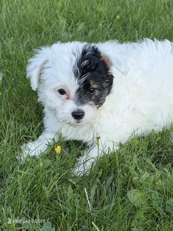 Hollie – Yorkshire Terrier, Poodle - Toy  puppy for sale in Rogers City, MI