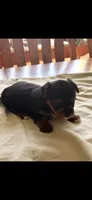 Gavin, a male Yorkshire Terrier for sale in Rogers City, MI – 5 of 5