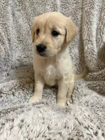 Lilly, a female Golden Retriever for sale in Rogers City, MI – 2 of 2