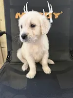 Spike, a male Golden Retriever for sale in Rogers City, MI – 2 of 3