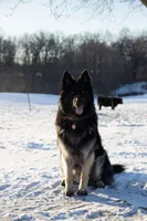 Light Blue Collar , a male German Shepherd Dog for sale in Moscow Mills, MO – 6 of 8