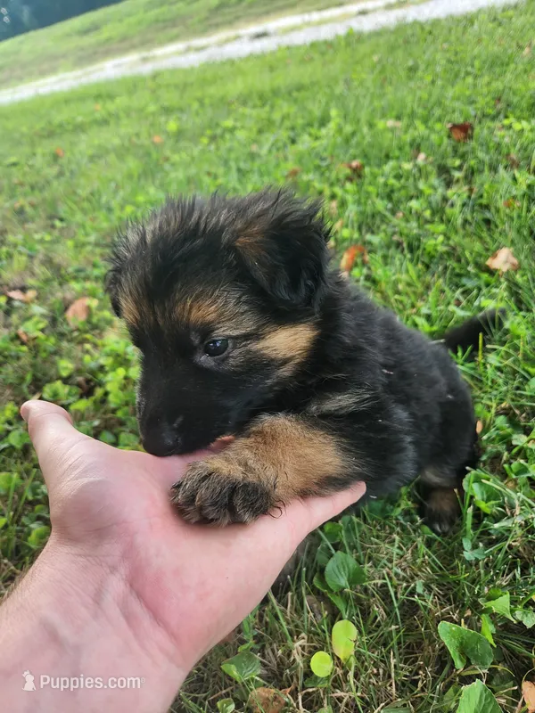 Magenta collar – German Shepherd Dog puppy for sale in Moscow Mills, MO