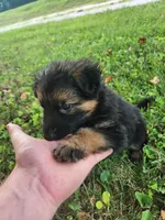 Magenta collar, a female German Shepherd Dog for sale in Moscow Mills, MO – 4 of 10