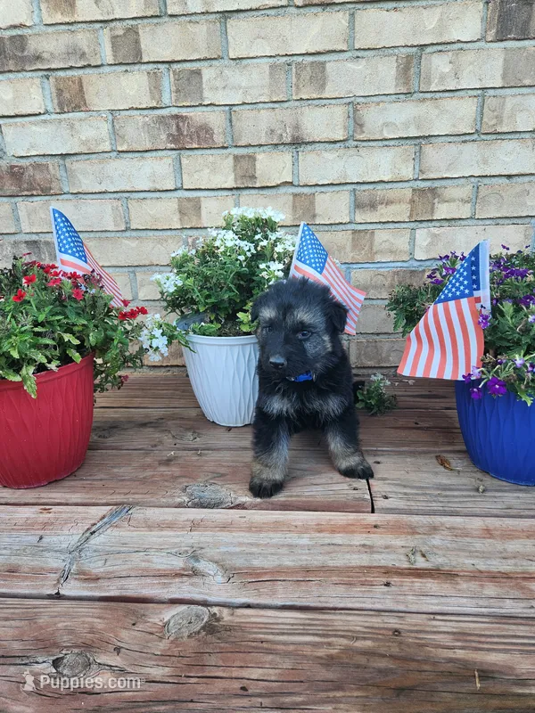 Blue collar – German Shepherd Dog puppy for sale in Moscow Mills, MO
