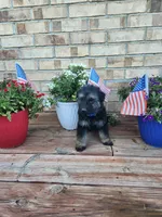 Blue collar, a male German Shepherd Dog for sale in Moscow Mills, MO – 1 of 7