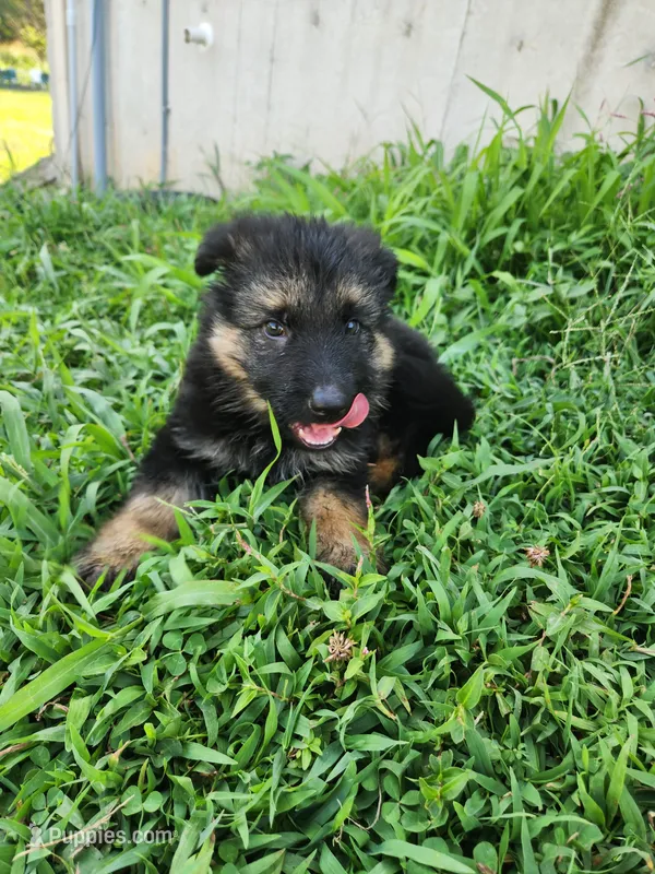 Blue collar – German Shepherd Dog puppy for sale in Moscow Mills, MO