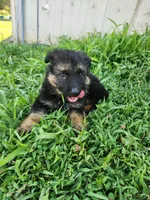 Blue collar, a male German Shepherd Dog for sale in Moscow Mills, MO – 1 of 9