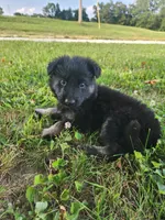 Purple collar female, a female German Shepherd Dog for sale in Moscow Mills, MO – 1 of 10