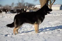 Orange collar, a male German Shepherd Dog for sale in Moscow Mills, MO – 4 of 7
