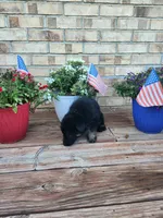 Green Collar, a female German Shepherd Dog for sale in Moscow Mills, MO – 3 of 7