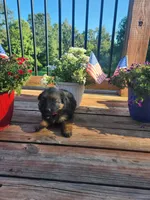 Magenta collar, a female German Shepherd Dog for sale in Moscow Mills, MO – 1 of 7