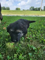 Blue collar, a male German Shepherd Dog for sale in Moscow Mills, MO – 2 of 9