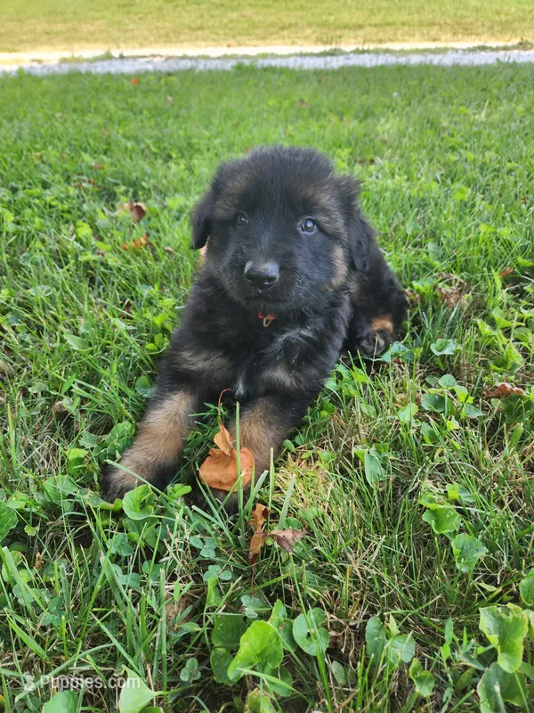 Red collar – German Shepherd Dog puppy on hold in Moscow Mills, MO