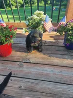 Magenta collar, a female German Shepherd Dog for sale in Moscow Mills, MO – 2 of 7