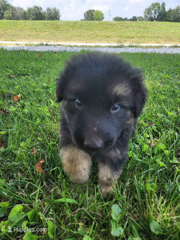 Light Blue Collar  – German Shepherd Dog puppy for sale in Moscow Mills, MO