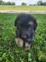 Light Blue Collar , a male German Shepherd Dog for sale in Moscow Mills, MO – 1 of 10