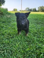 Green Collar, a female German Shepherd Dog for sale in Moscow Mills, MO – 3 of 10